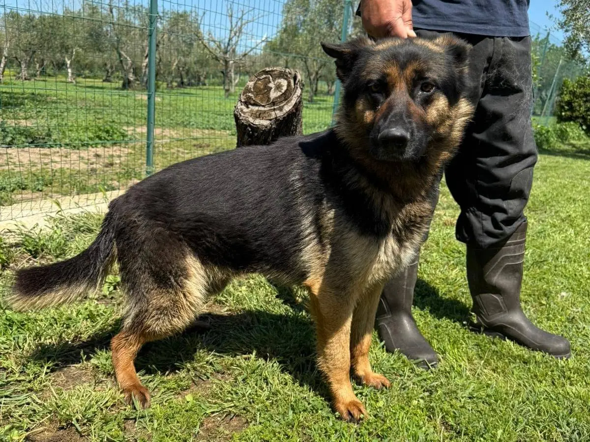 Adotta un cane, maschio, 7 anni e 5 mesi, Matera
