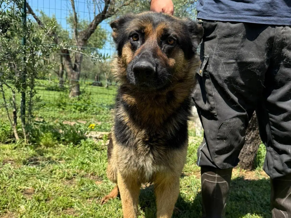 Adozione cane, maschio, Pastore tedesco Razza sconosciuta, 7 anni e 5 mesi, taglia grande, Matera