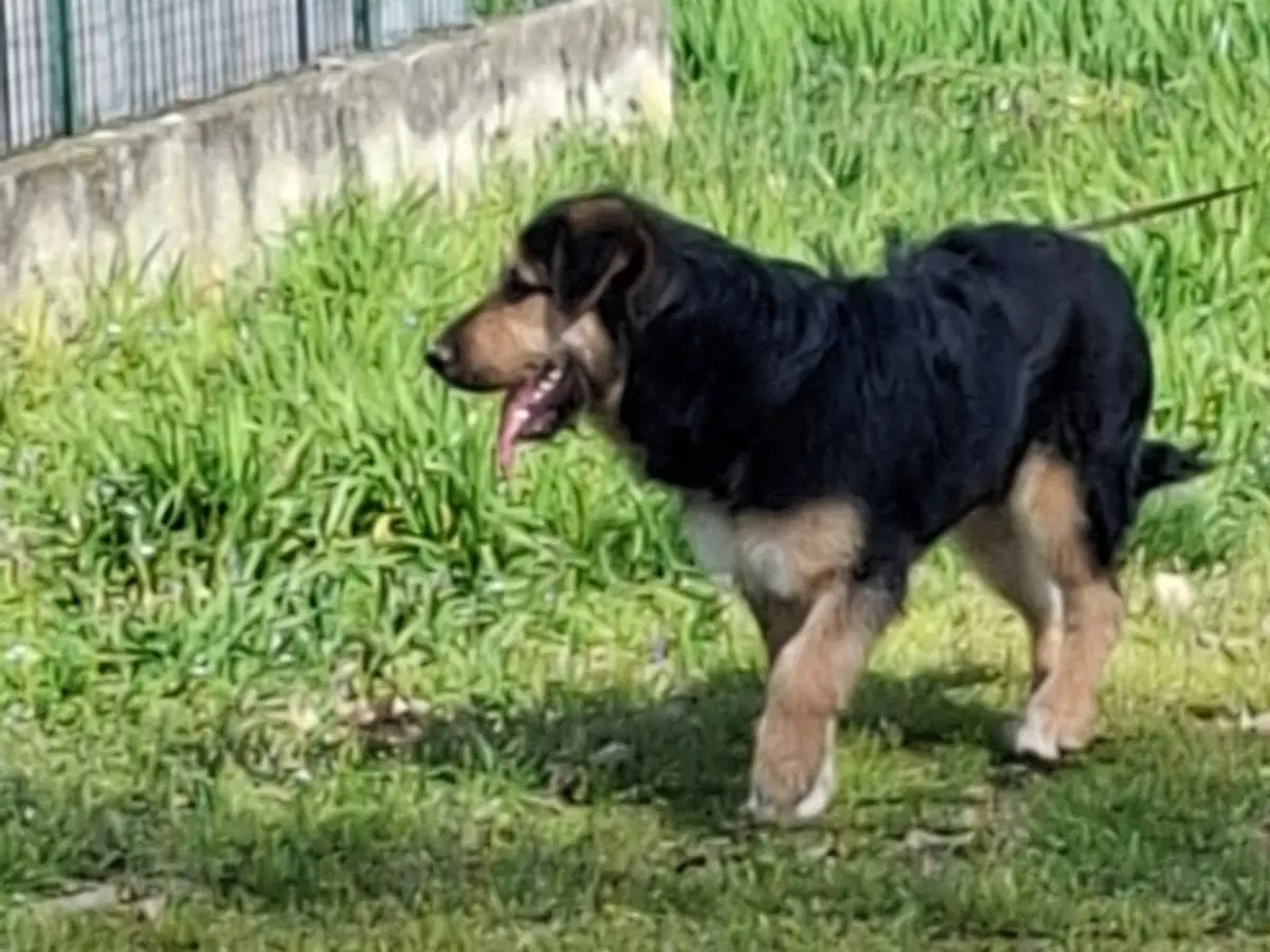 Adotta un cane, taglia grande, maschio, Milano
