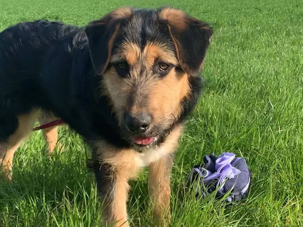 Adozione cane, maschio, Razza sconosciuta Razza sconosciuta, 1 anno e 11 mesi, taglia grande, Milano