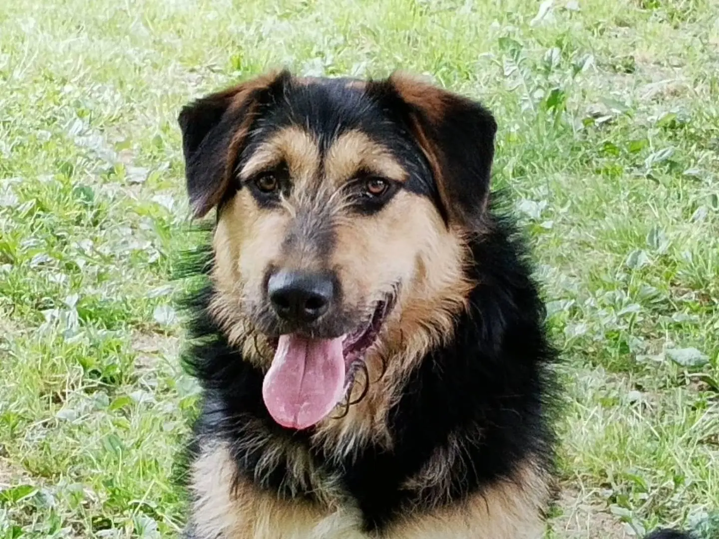 Adotta un cane, maschio, 1 anno e 11 mesi, Milano