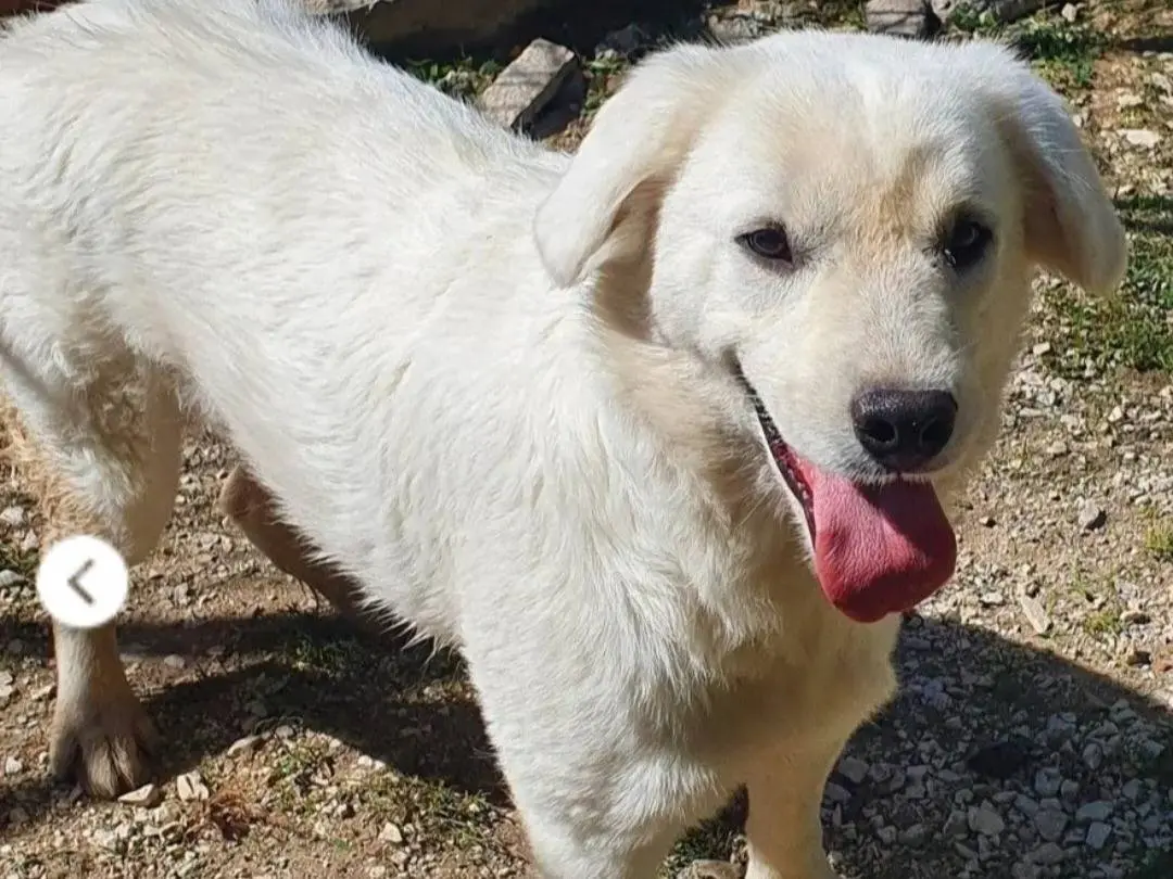 Adozione cane, femmina, Razza sconosciuta Razza sconosciuta, 1 anno e 5 mesi, taglia media, Campobasso
