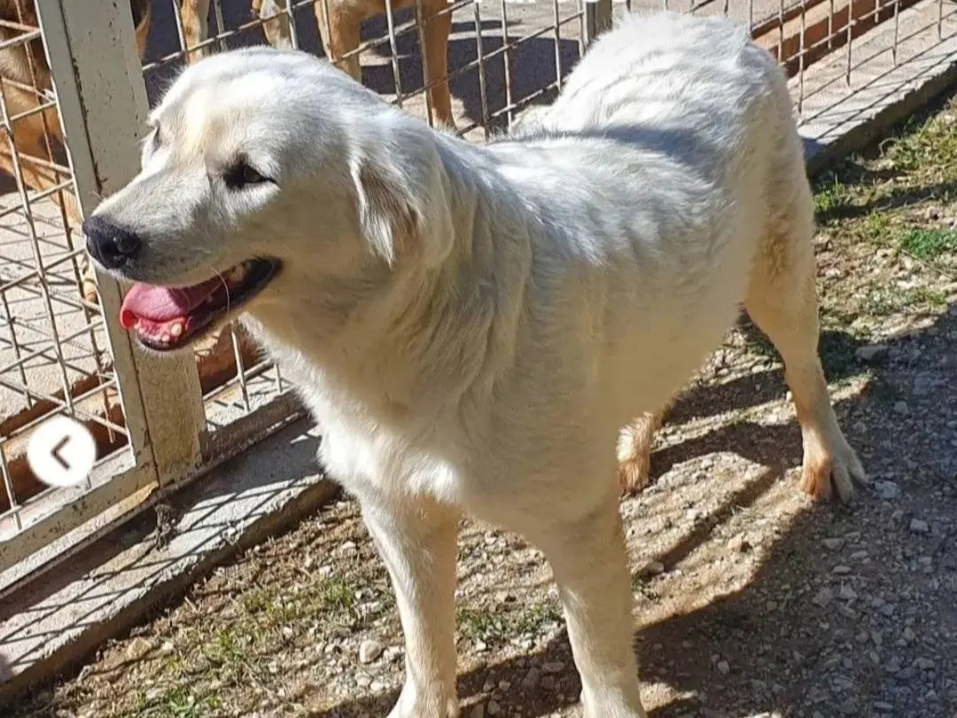 Adotta un cane, femmina, 1 anno e 5 mesi, Campobasso
