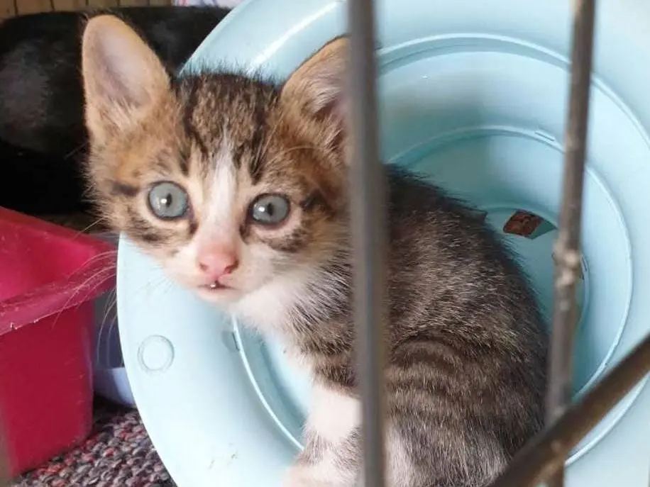 Adozione gatto, femmina, Razza sconosciuta Razza sconosciuta, 2 mesi, taglia non valida, Ravenna