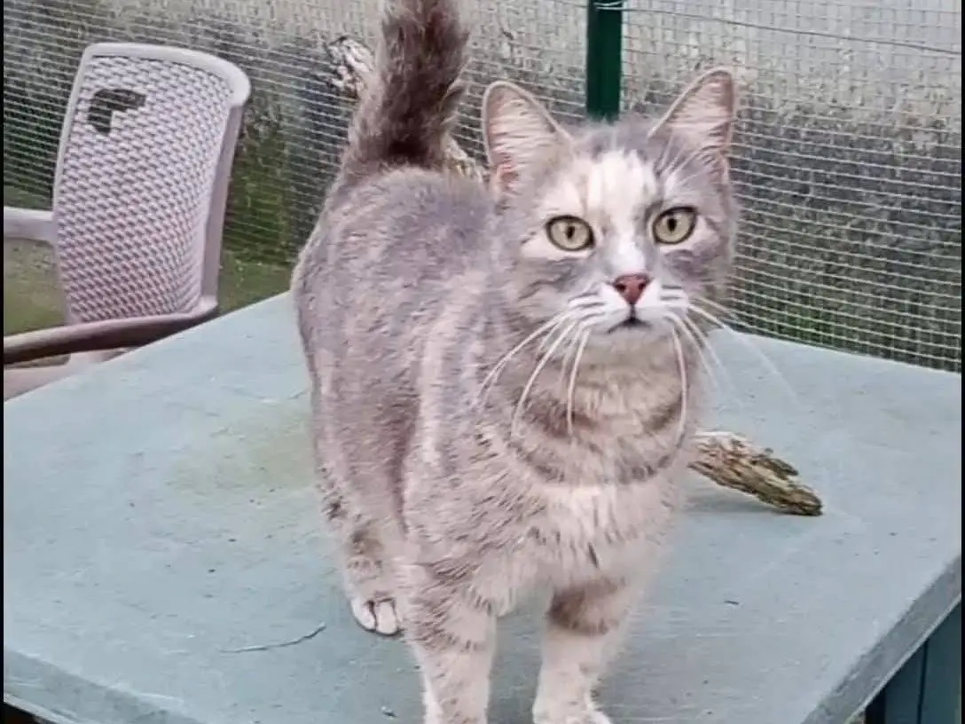 Adozione gatto, femmina, Razza sconosciuta Razza sconosciuta, 6 anni e 11 mesi, taglia non valida, Latina