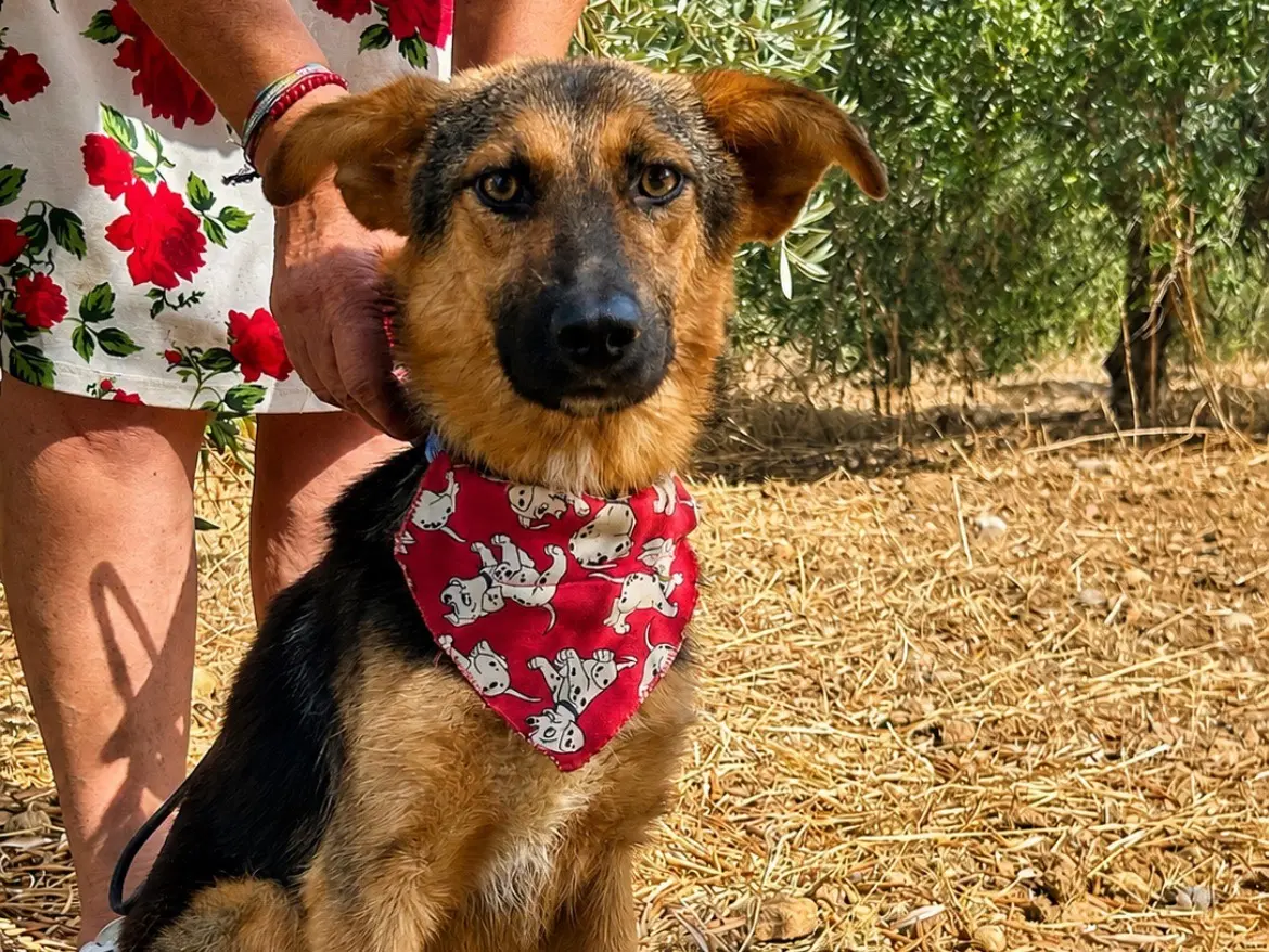 Adotta un cane, maschio, 1 anno e 4 mesi, Sud