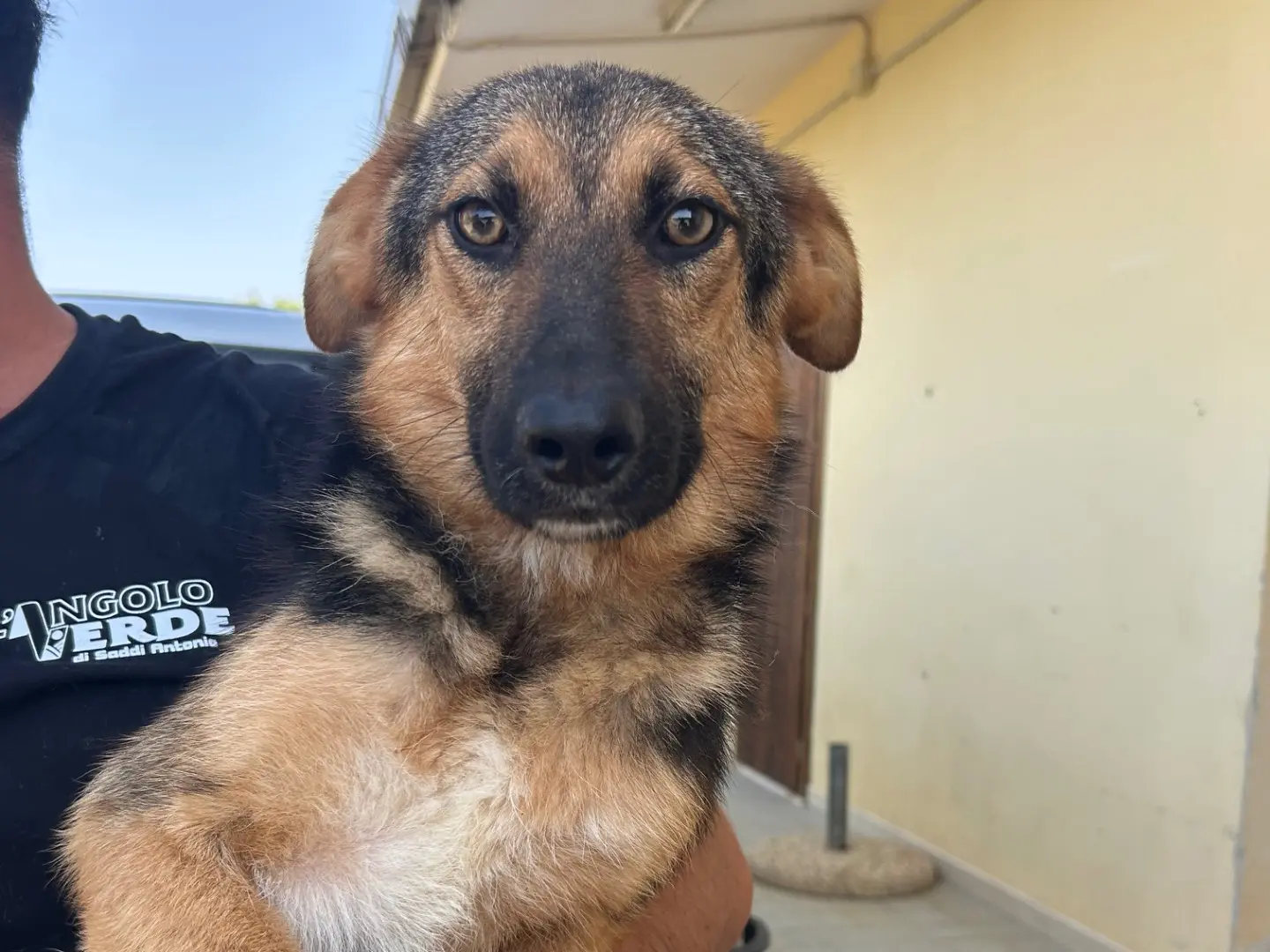 Adozione cane, maschio, Razza sconosciuta Razza sconosciuta, 1 anno e 4 mesi, taglia media contenuta, Sud