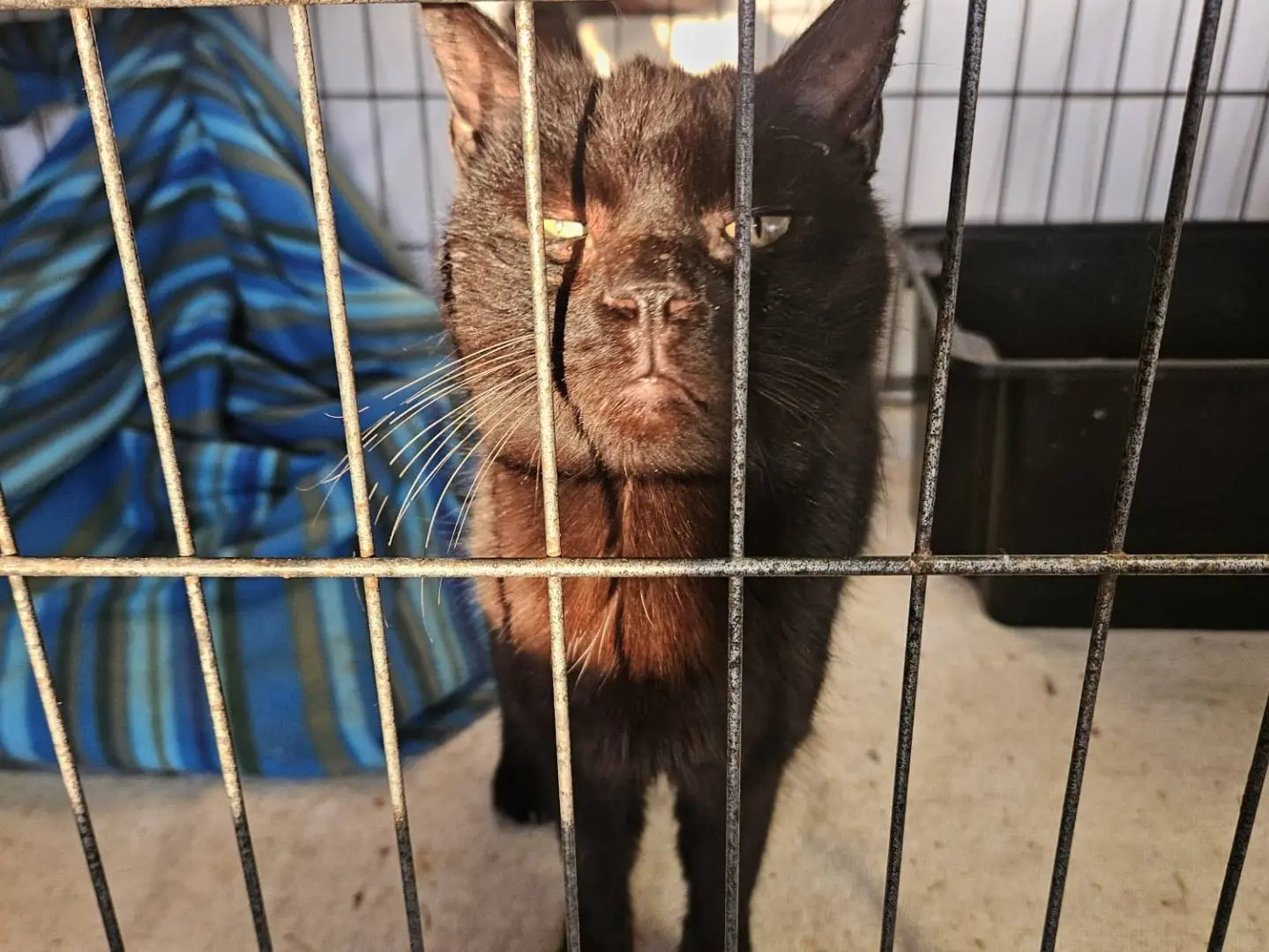 Adozione gatto, maschio, Razza sconosciuta Razza sconosciuta, 9 anni e 5 mesi, taglia non valida, Udine