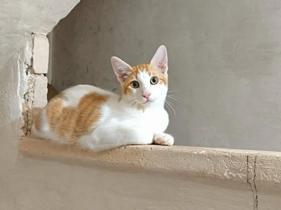 Adozione gatto, maschio, Razza sconosciuta Razza sconosciuta, 8 mesi, taglia non valida, Bari