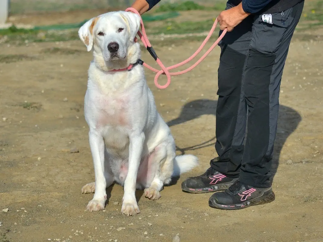 Adotta un cane, maschio, 7 anni e 10 mesi, Roma