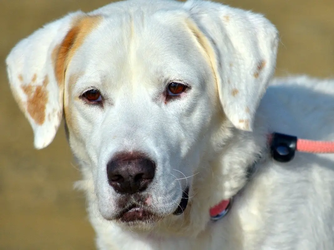 Vuoi adottare un cane a Roma?