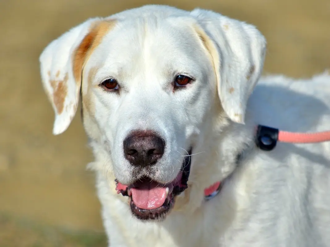 Adozione cane, maschio, Labrador Retriever Razza sconosciuta, 7 anni e 10 mesi, taglia grande, Roma