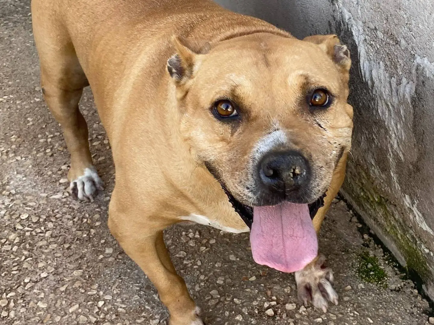 Adozione cane, femmina, Razza sconosciuta Razza sconosciuta, 10 anni, taglia media, Latina