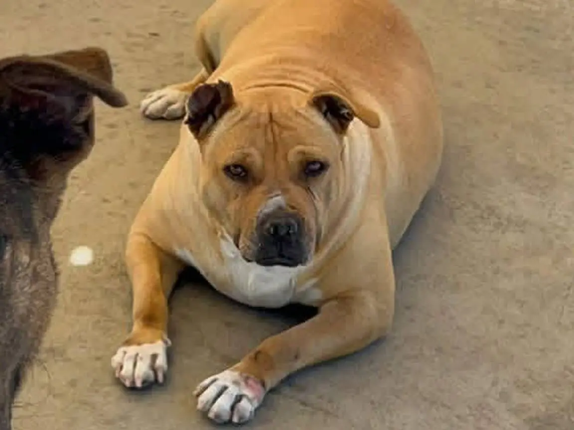 Adotta un cane, taglia media, femmina, Latina