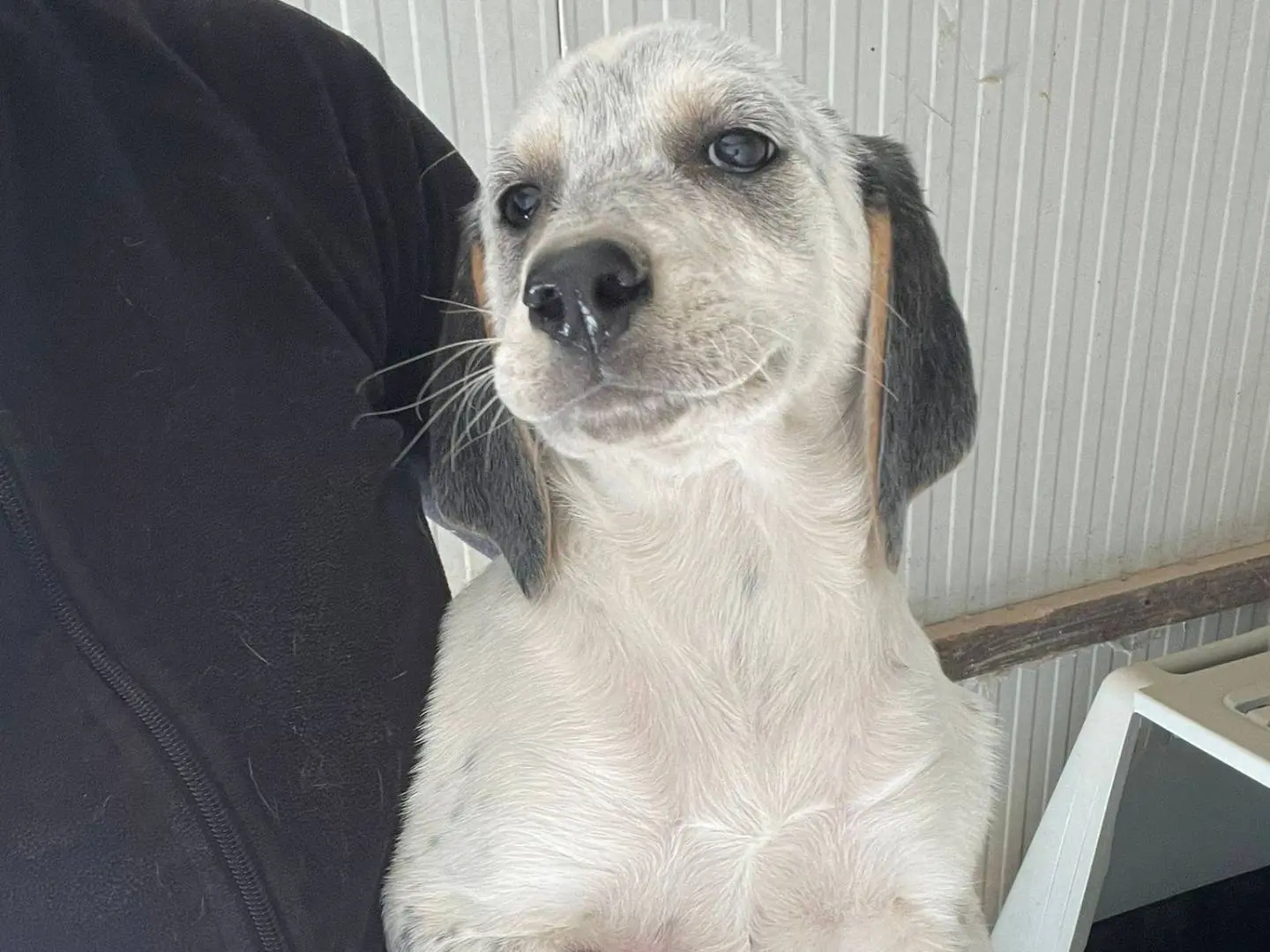Adozione cane, femmina, Segugio Setter Inglese, 8 mesi, taglia media, Frosinone