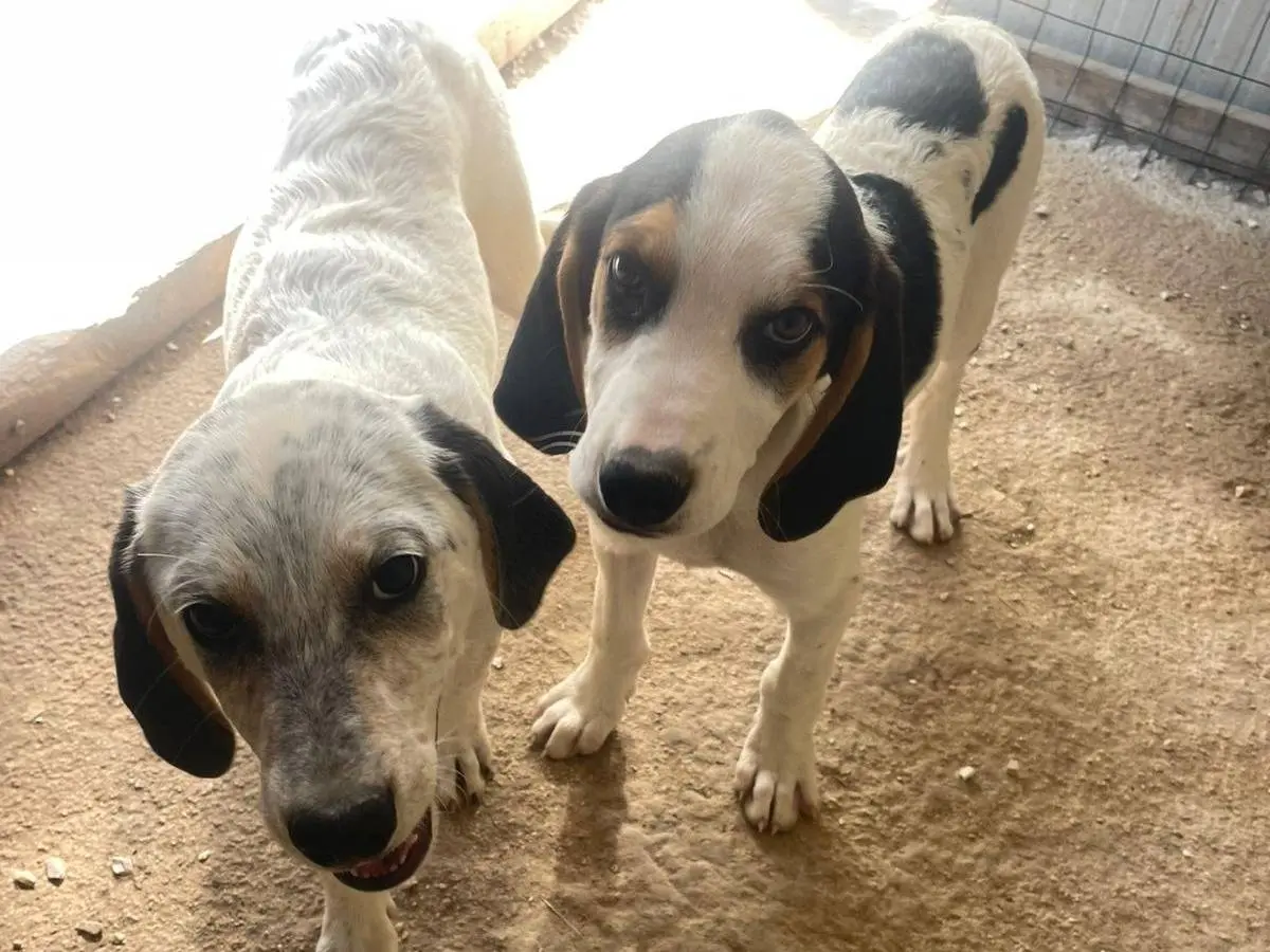 Vuoi adottare un cane a Frosinone?