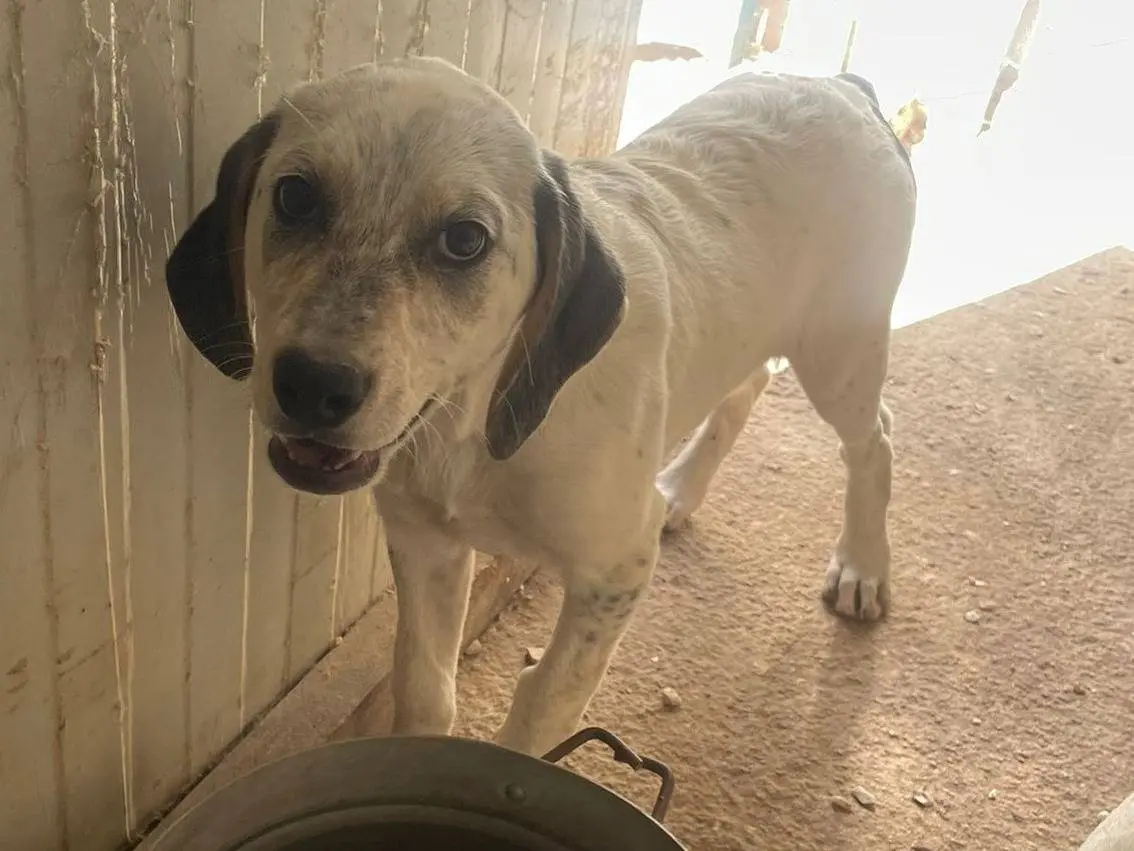 Adotta un cane, femmina, 8 mesi, Frosinone