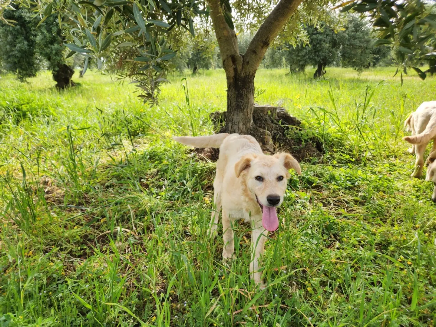 Adotta un cane, femmina, 1 anno, Cosenza