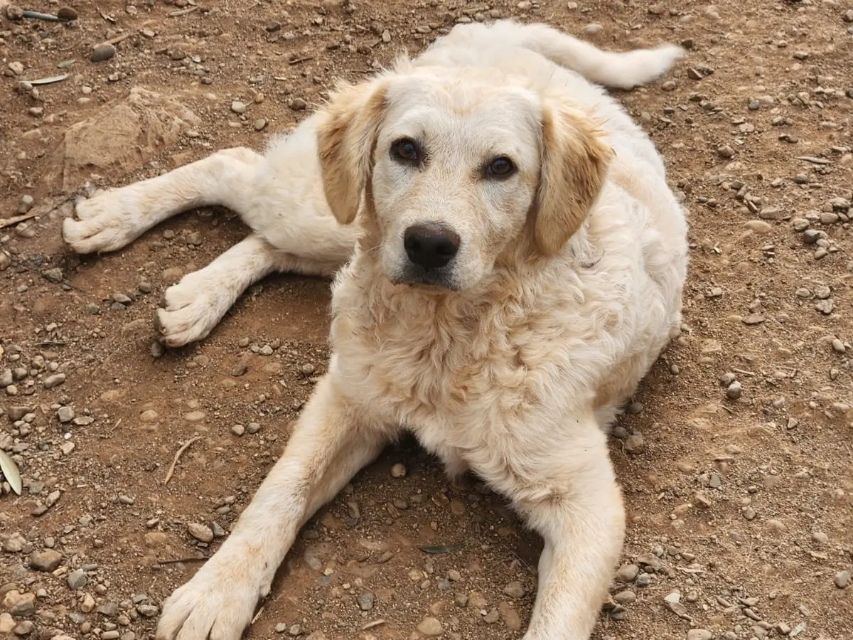 Adozione cane, femmina, Golden Retriever Setter Inglese, 1 anno, taglia media, Cosenza