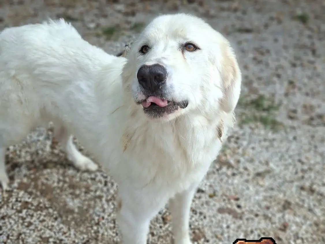 Adotta un cane, maschio, 2 anni, Ancona