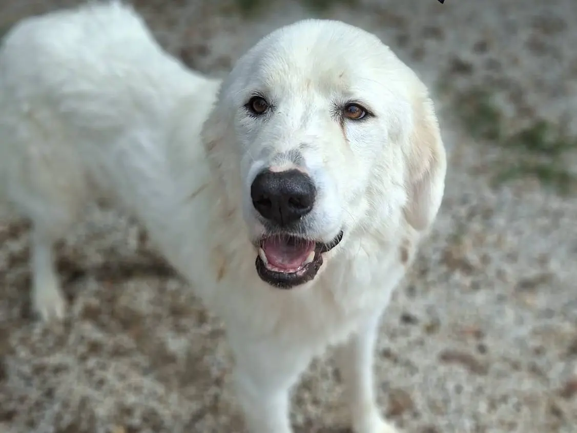 Adozione cane, maschio, Pastore maremmano Razza sconosciuta, 2 anni, taglia grande, Ancona