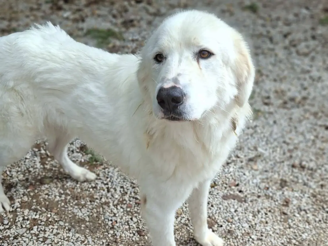 Adotta un cane, taglia grande, maschio, Ancona