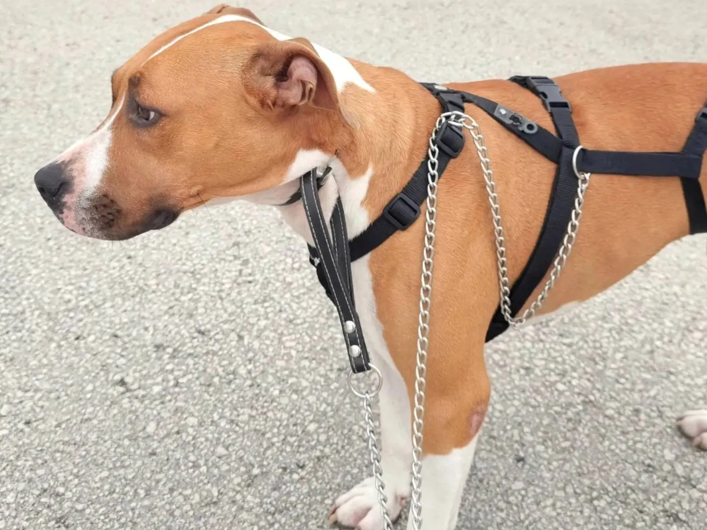 Adotta un cane, femmina, 4 anni, Padova