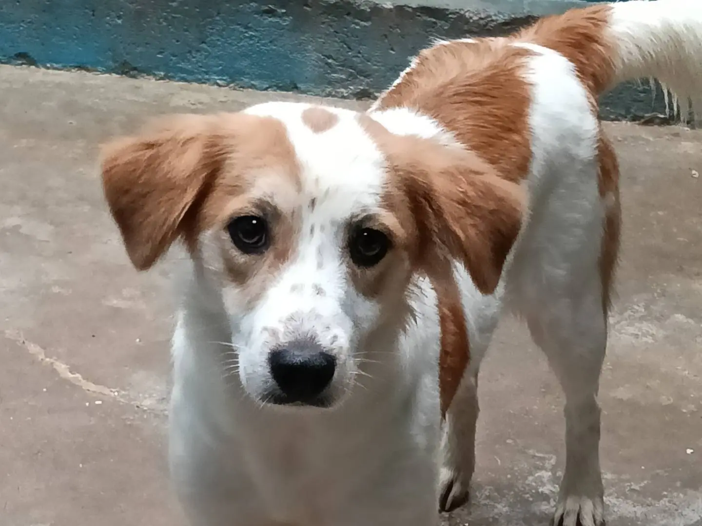 Adotta un cane, taglia media, femmina, Frosinone
