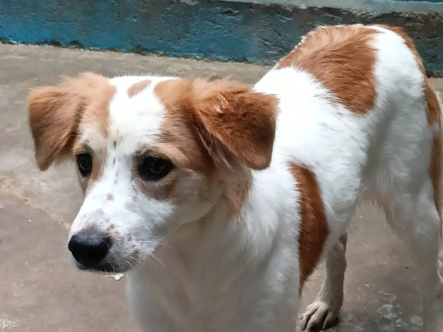 Vuoi adottare un cane a Frosinone?