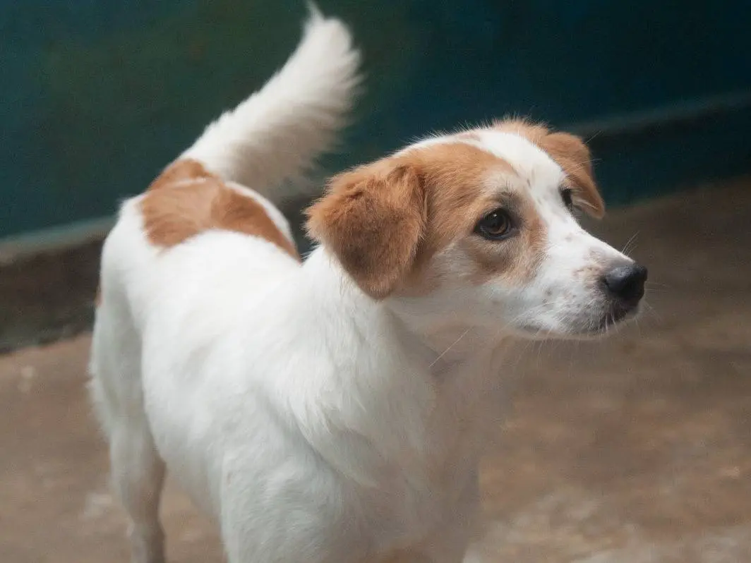 Adotta un cane, femmina, 1 anno e 1 mese, Frosinone