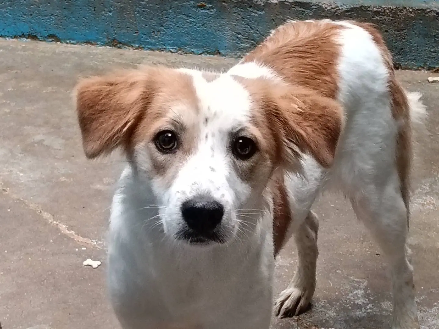 Adotta il cane MARTA a Frosinone
