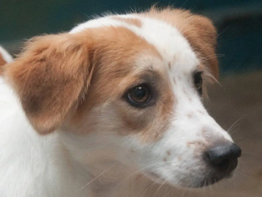 Adozione cane, femmina, Razza sconosciuta Razza sconosciuta, 1 anno e 1 mese, taglia media, Frosinone