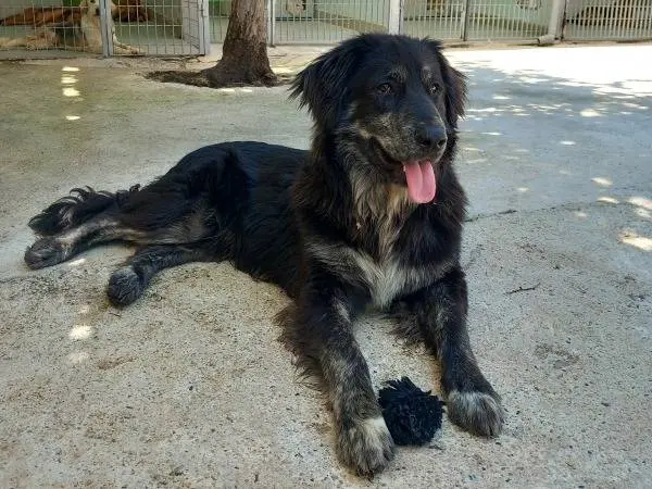 Foto 3 dell'animale