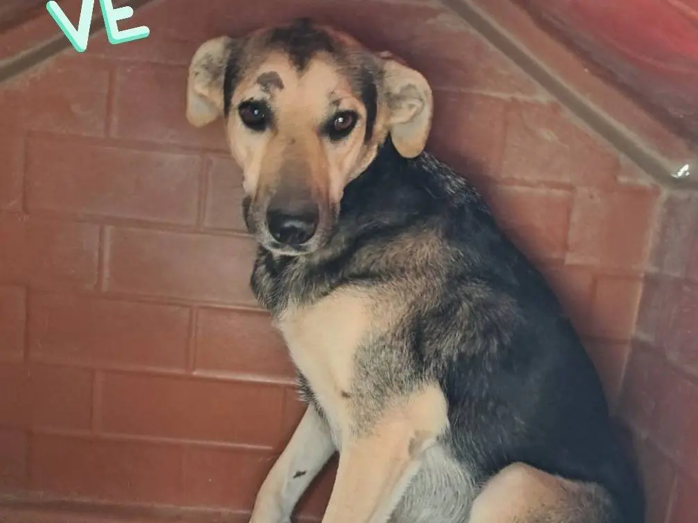 Adozione cane, maschio, Pastore tedesco Razza sconosciuta, 3 anni e 9 mesi, taglia media, Lodi