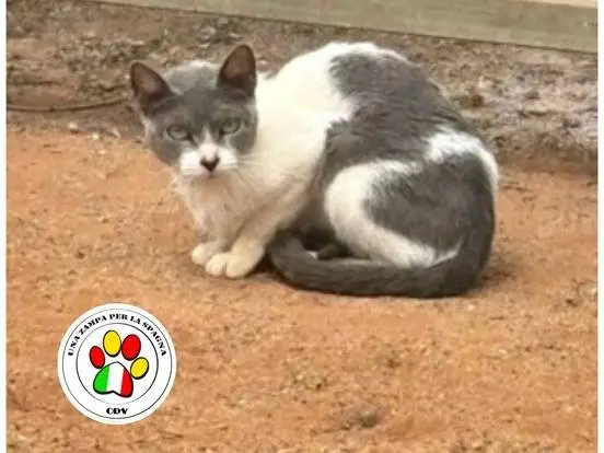 Foto 3 dell'animale