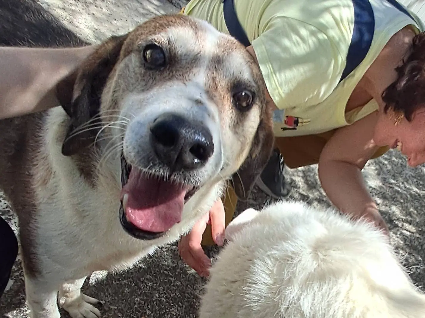 Adotta il cane Dalero a Agrigento