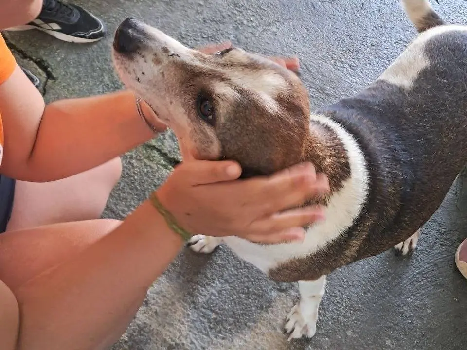 Vuoi adottare un cane a Agrigento?