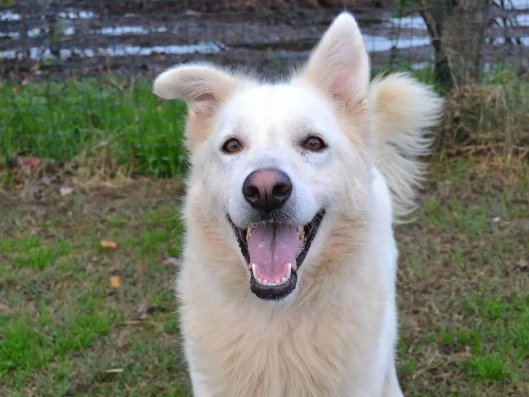 Vuoi adottare un cane a Pavia?
