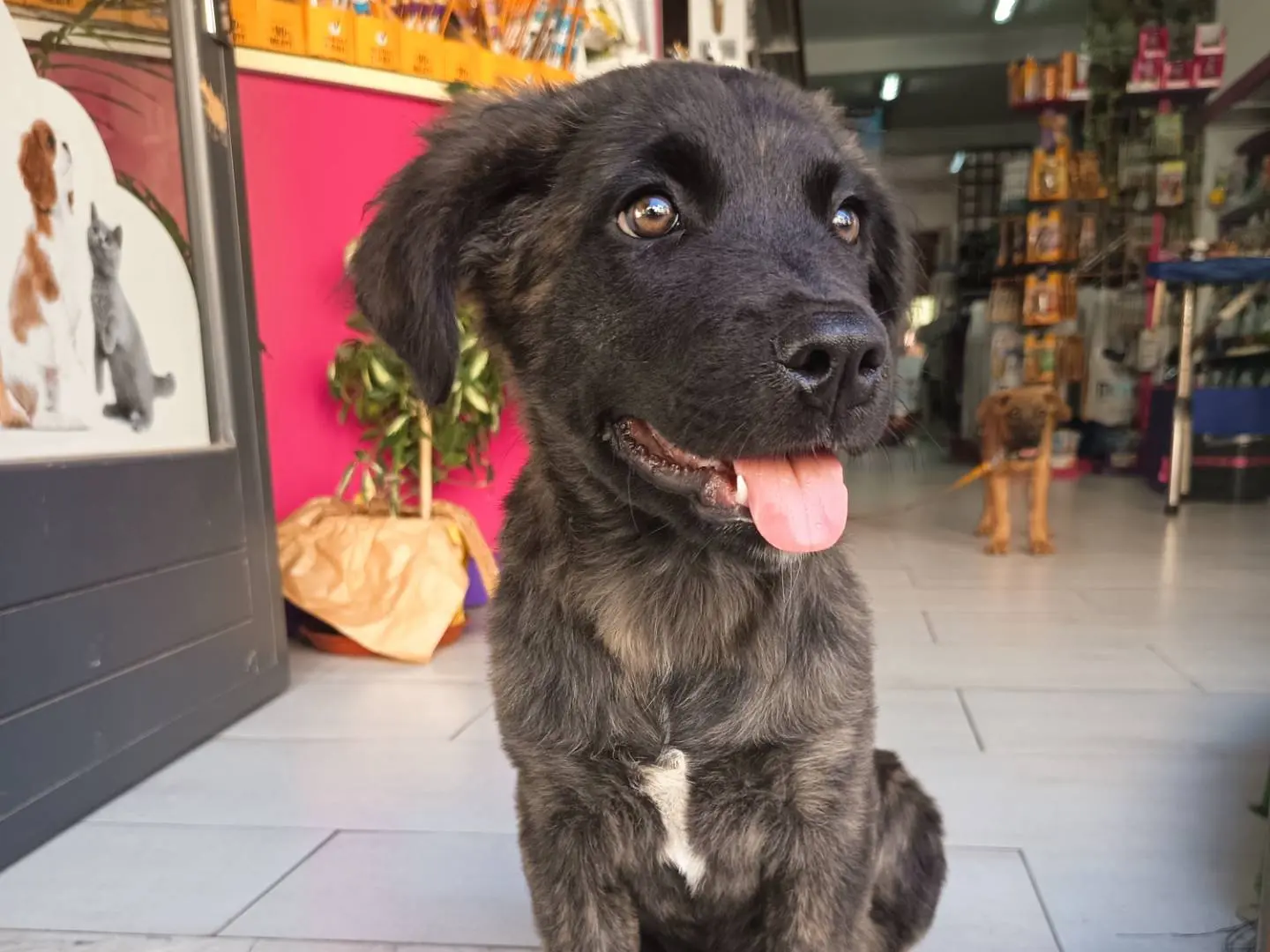 Vuoi adottare un cane a Trapani?