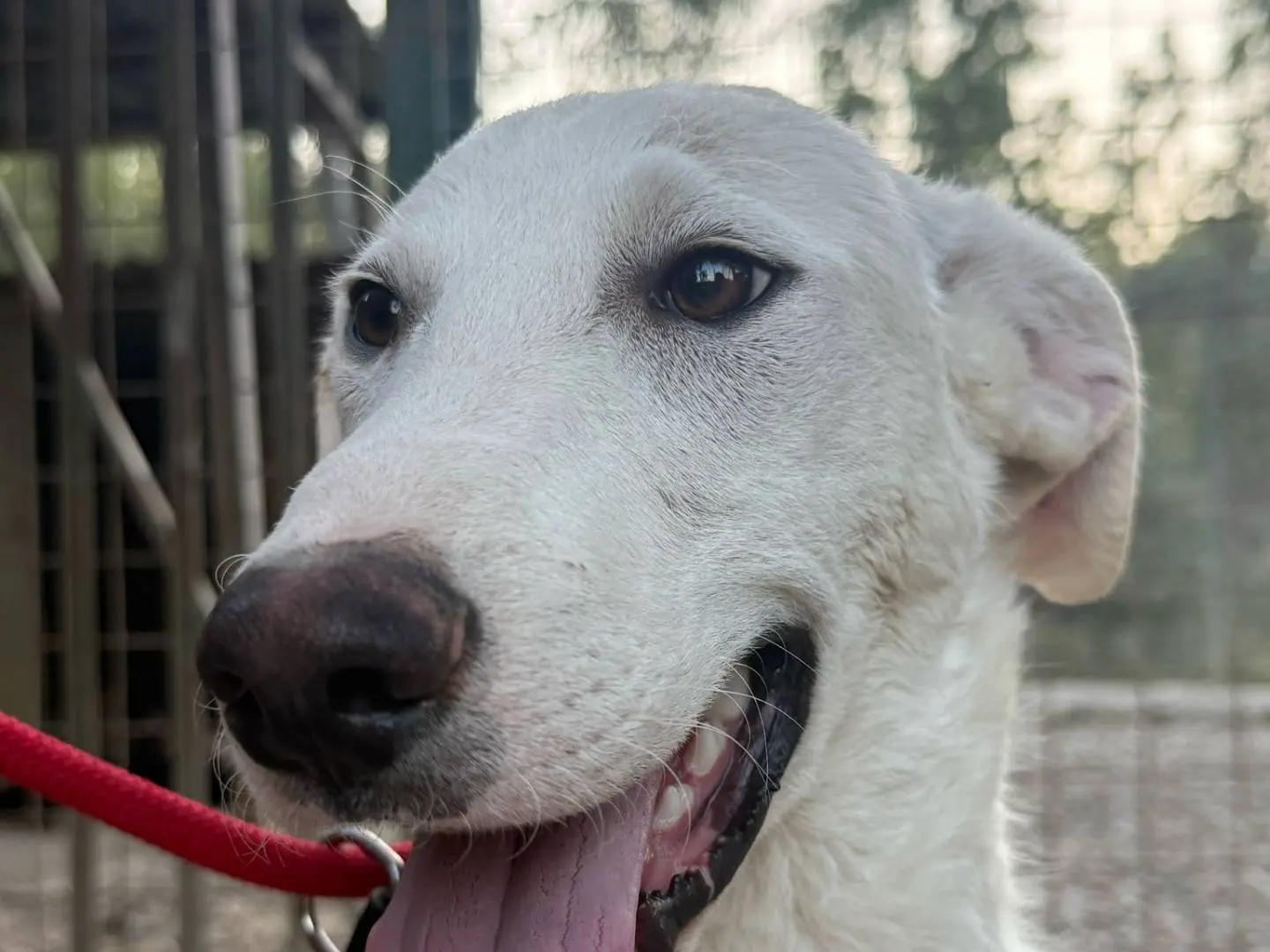 Adotta un cane, maschio, 1 anno e 8 mesi, Crotone