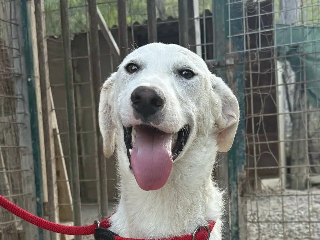 Adotta il cane RINGO a Crotone