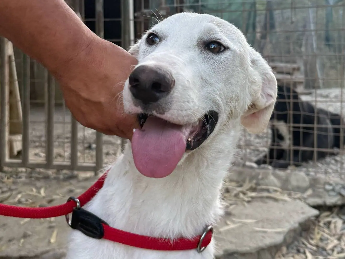 Adotta un cane, taglia grande, maschio, Crotone