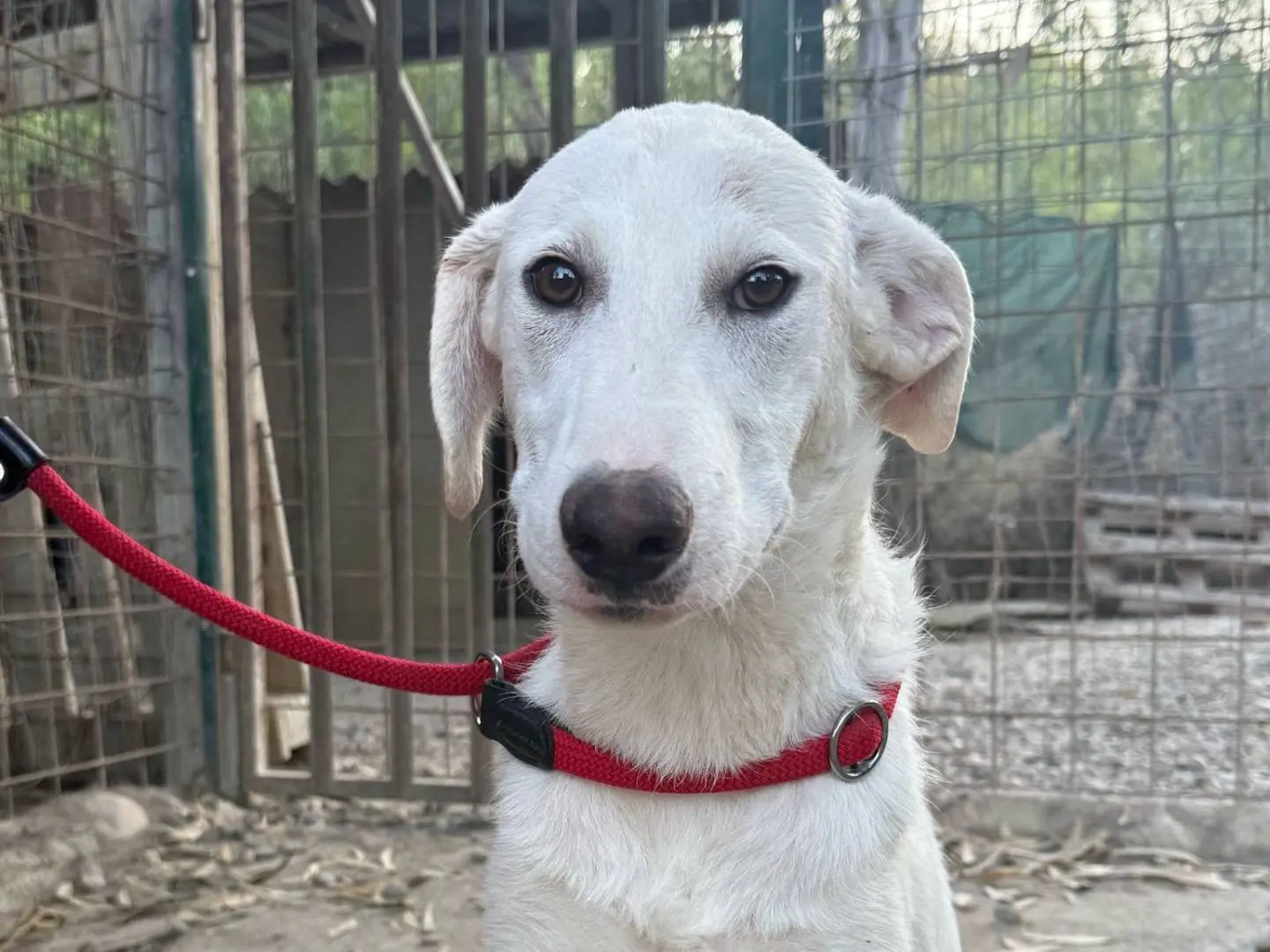 Adozione cane, maschio, Razza sconosciuta Razza sconosciuta, 1 anno e 8 mesi, taglia grande, Crotone