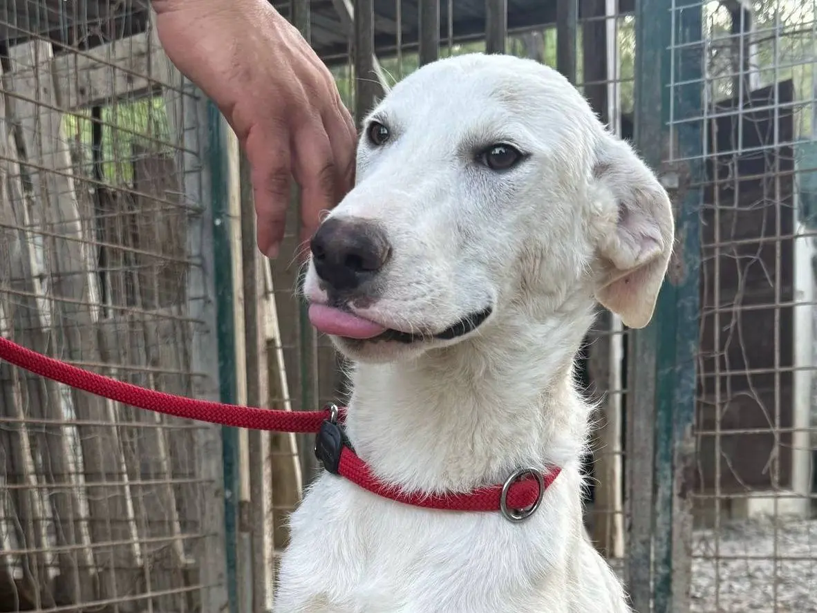 Vuoi adottare un cane a Crotone?