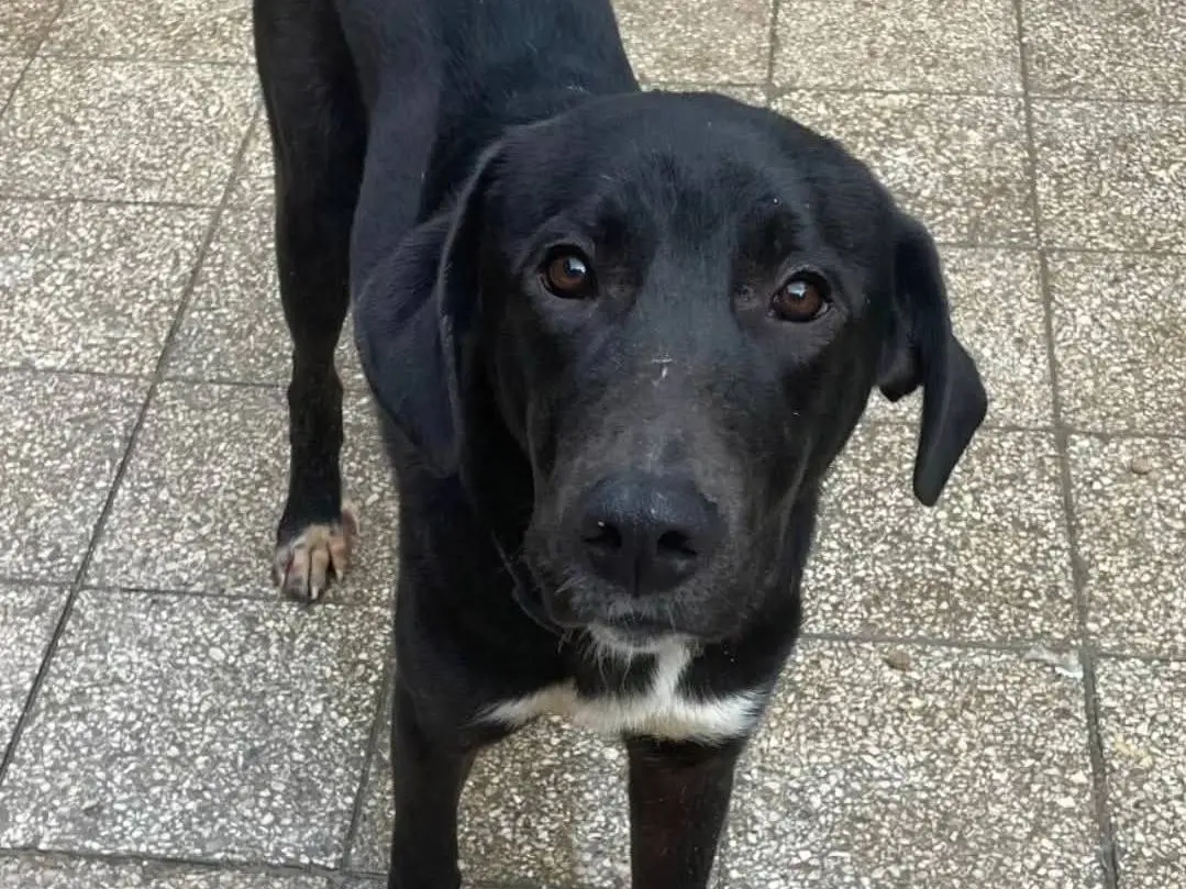 Adozione cane, maschio, Razza sconosciuta Razza sconosciuta, 1 anno e 5 mesi, taglia media, Torino