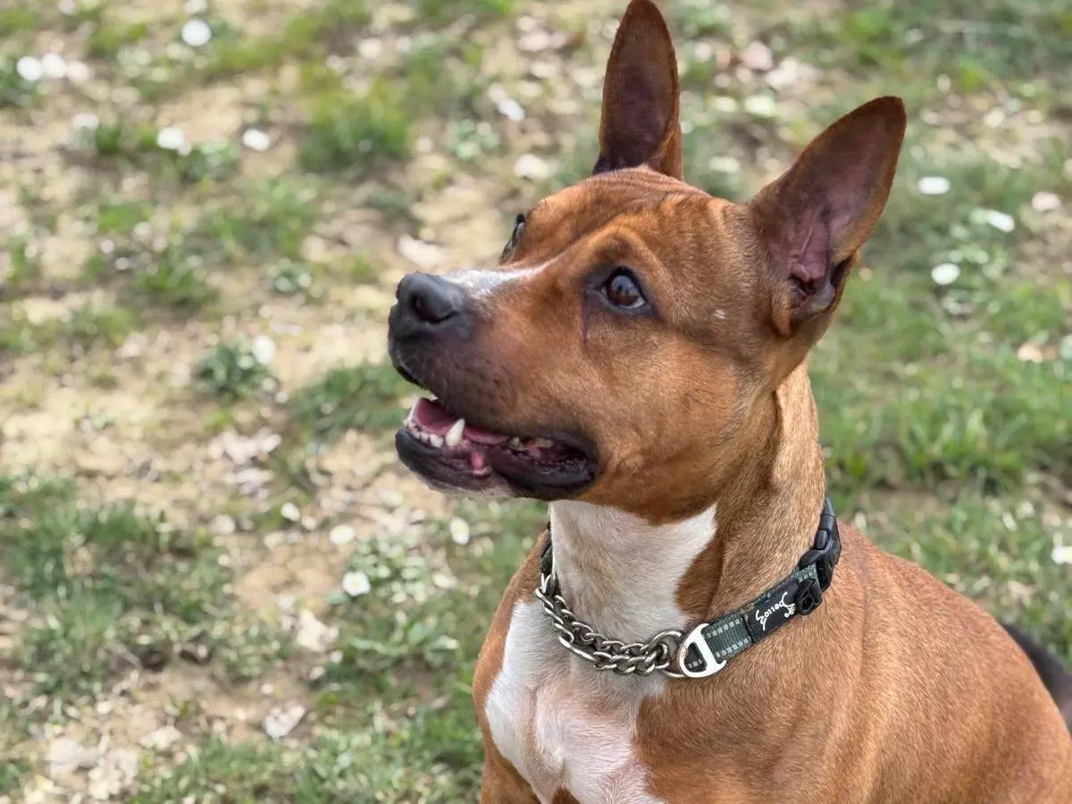 Adotta un cane, taglia media, femmina, Pisa