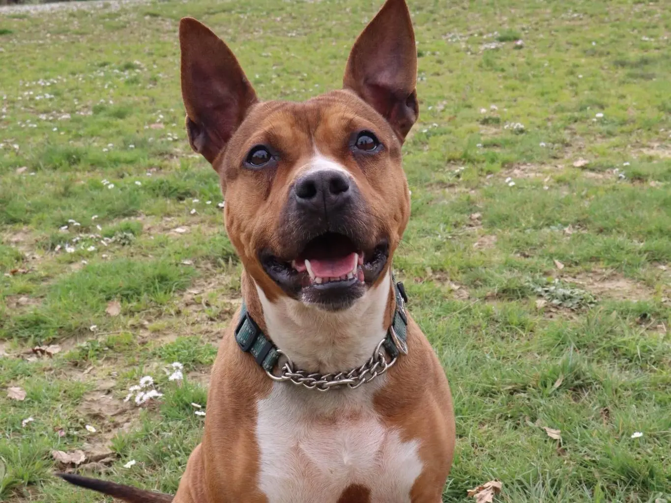 Adotta un cane, femmina, 6 anni e 7 mesi, Pisa