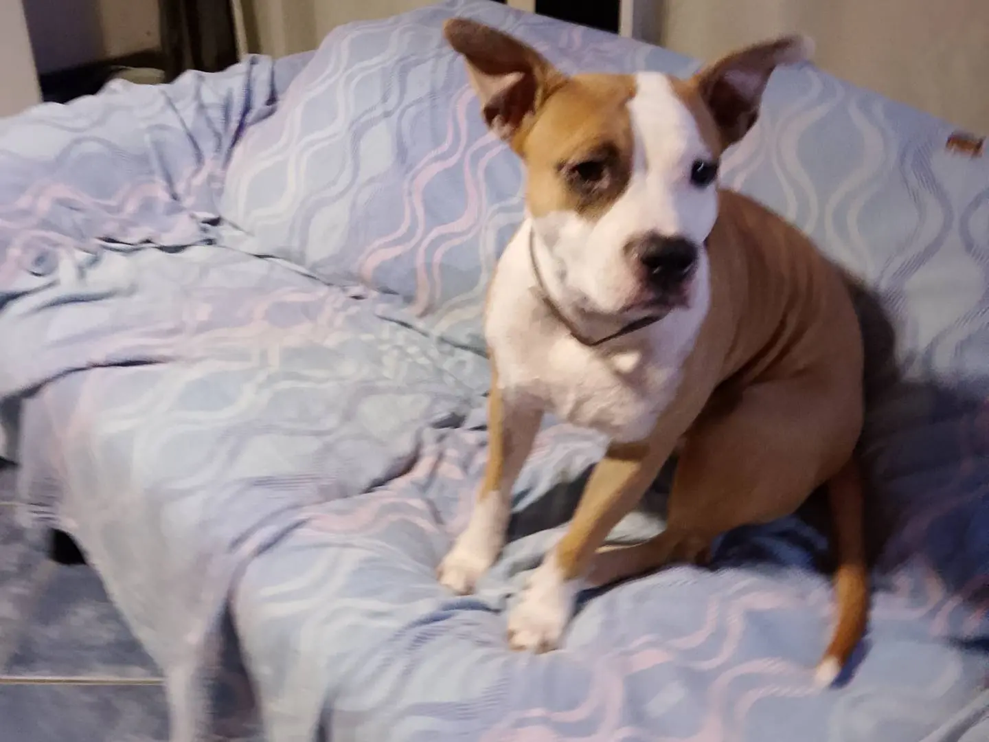 Adotta un cane, femmina, 2 anni, Vibo