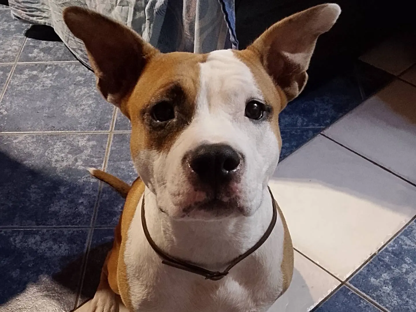 Adozione cane, femmina, American Staffordshire Terrier Razza sconosciuta, 2 anni, taglia media, Vibo