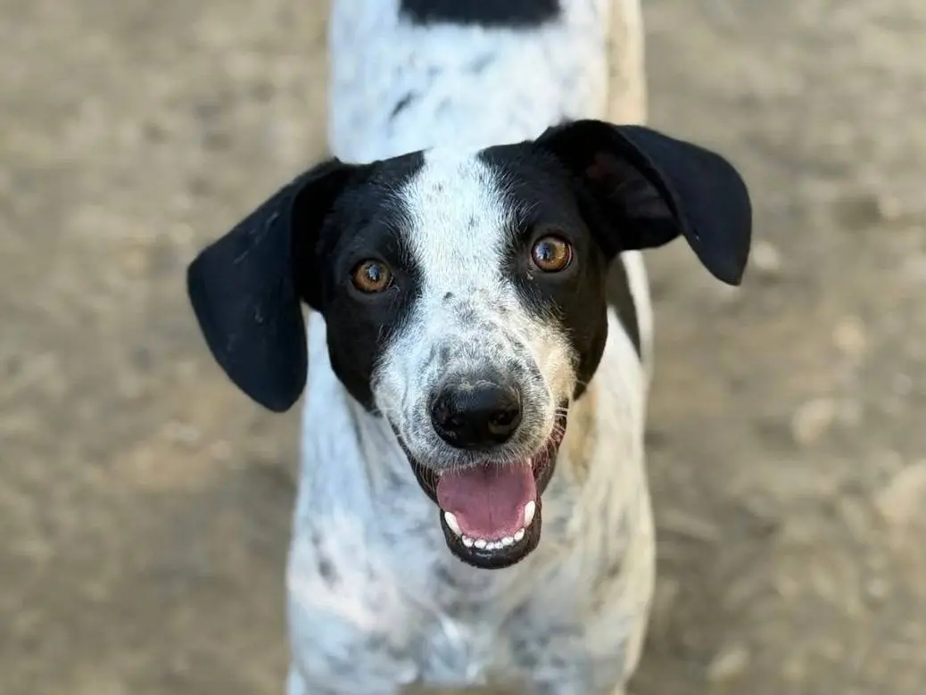 Adozione cane, femmina, Razza sconosciuta Razza sconosciuta, 3 anni e 3 mesi, taglia media contenuta, Firenze